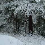 DSCF1278