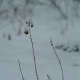 DSCF1287