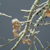 DSCF1290