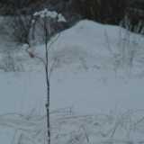 DSCF1300