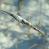Scenes in Feb WINTER