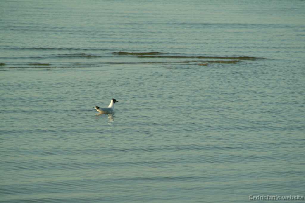 DSCF2591