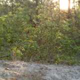 DSCF2593
