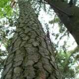 DSCF3003