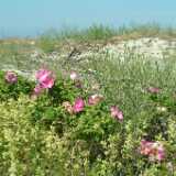 DSCF3044