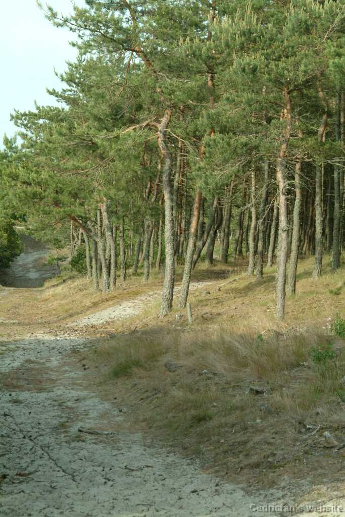 DSCF2935