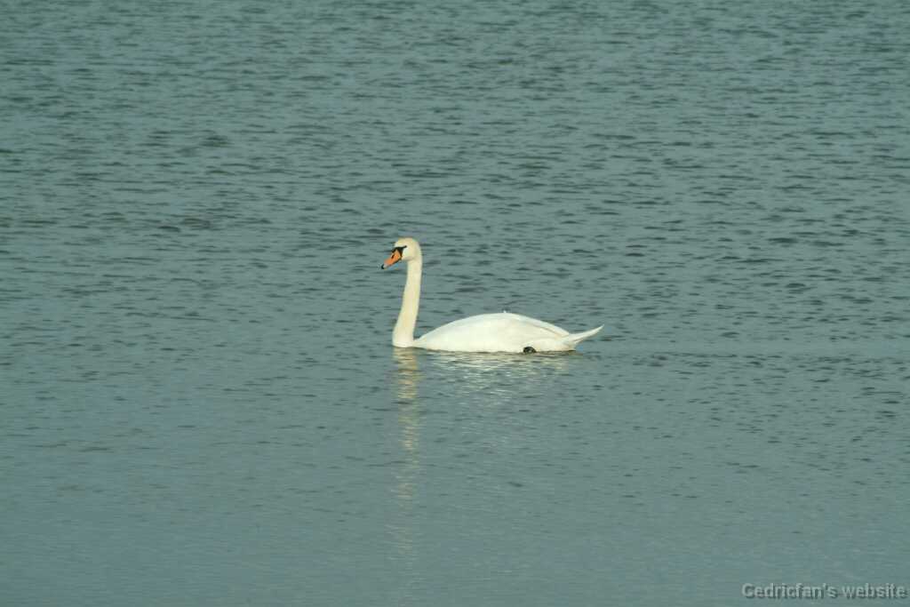 DSCF2947