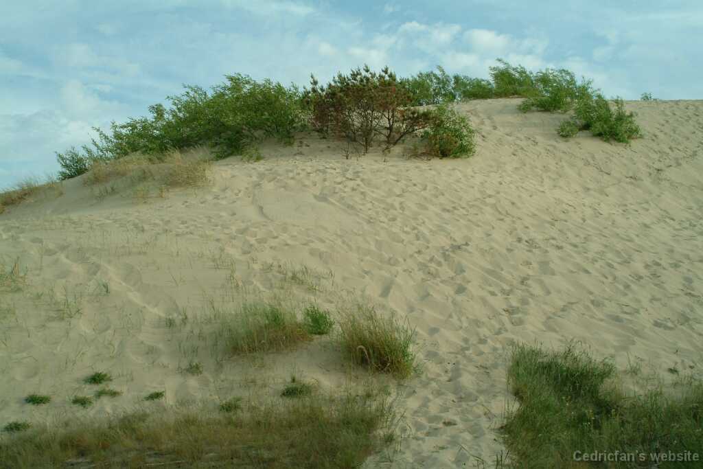 DSCF2953