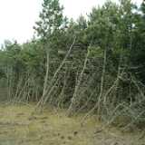 DSCF2927