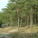 DSCF2935