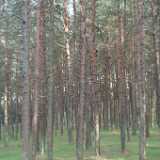 DSCF2939