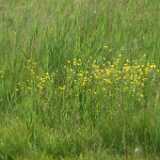 DSCF2951