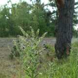 DSCF2960