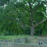 DSCF2779