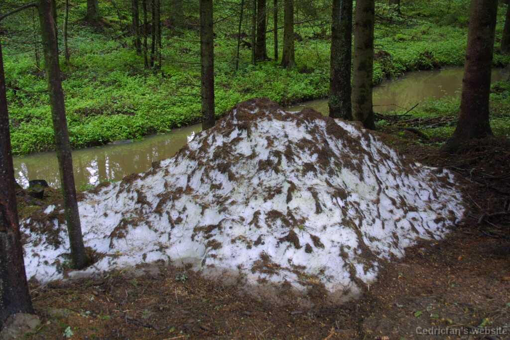 01snow_saved_in_forest_shadow