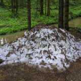 01snow_saved_in_forest_shadow