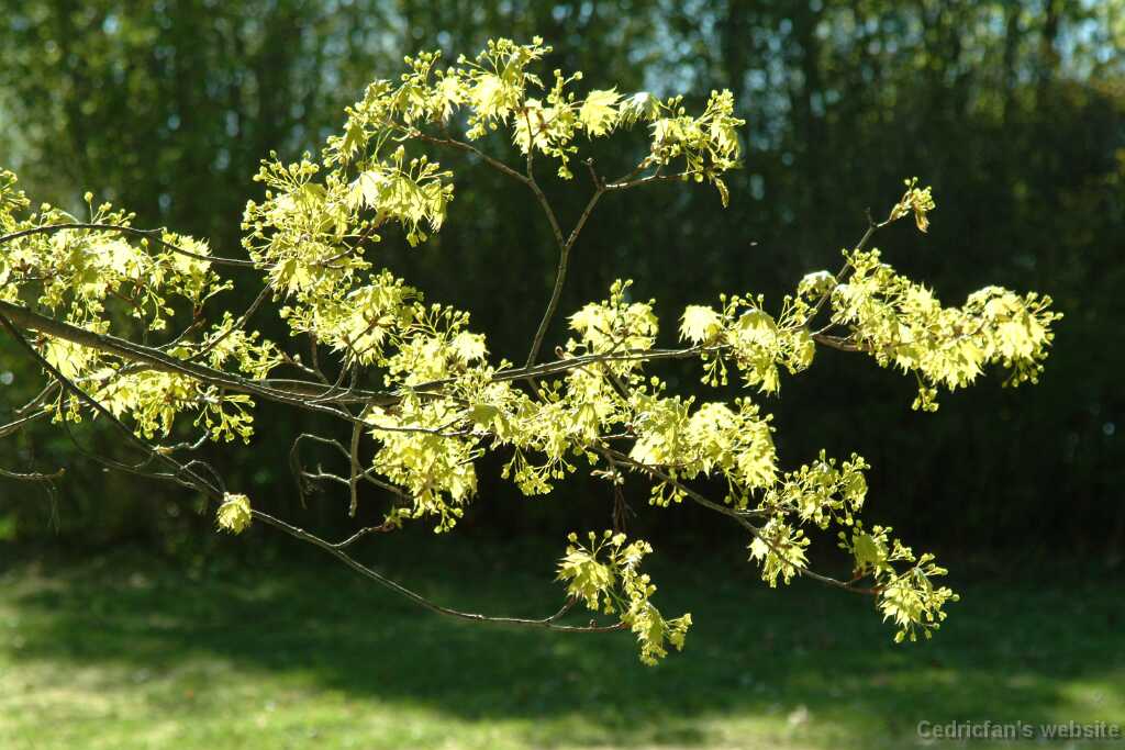 DSCF2393