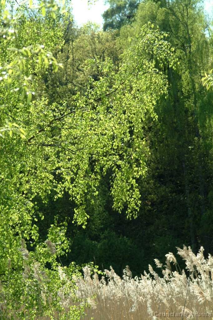 DSCF2396