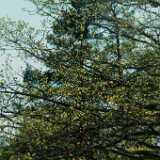 DSCF2383