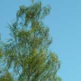 DSCF2386