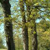 DSCF2389