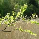 DSCF2394