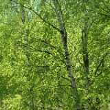 DSCF2395