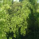 DSCF2396