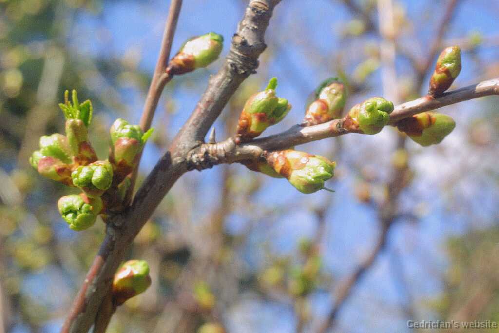 01cherrytree