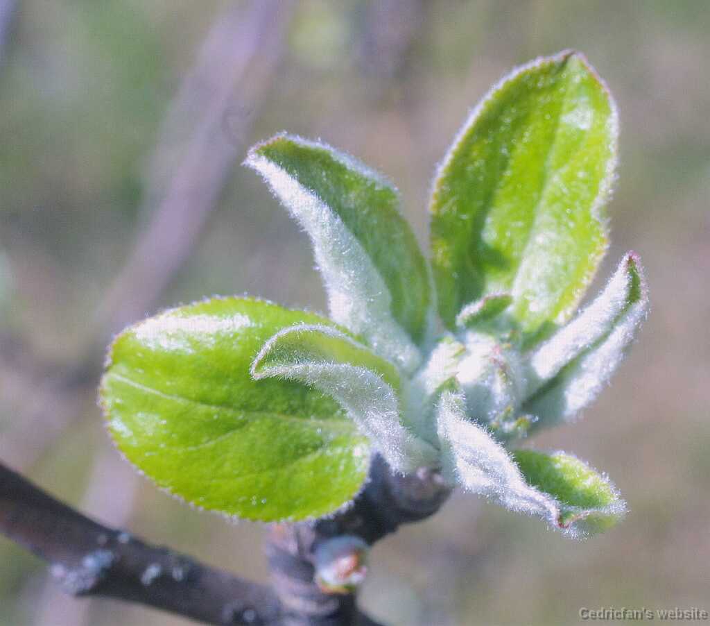02appletree