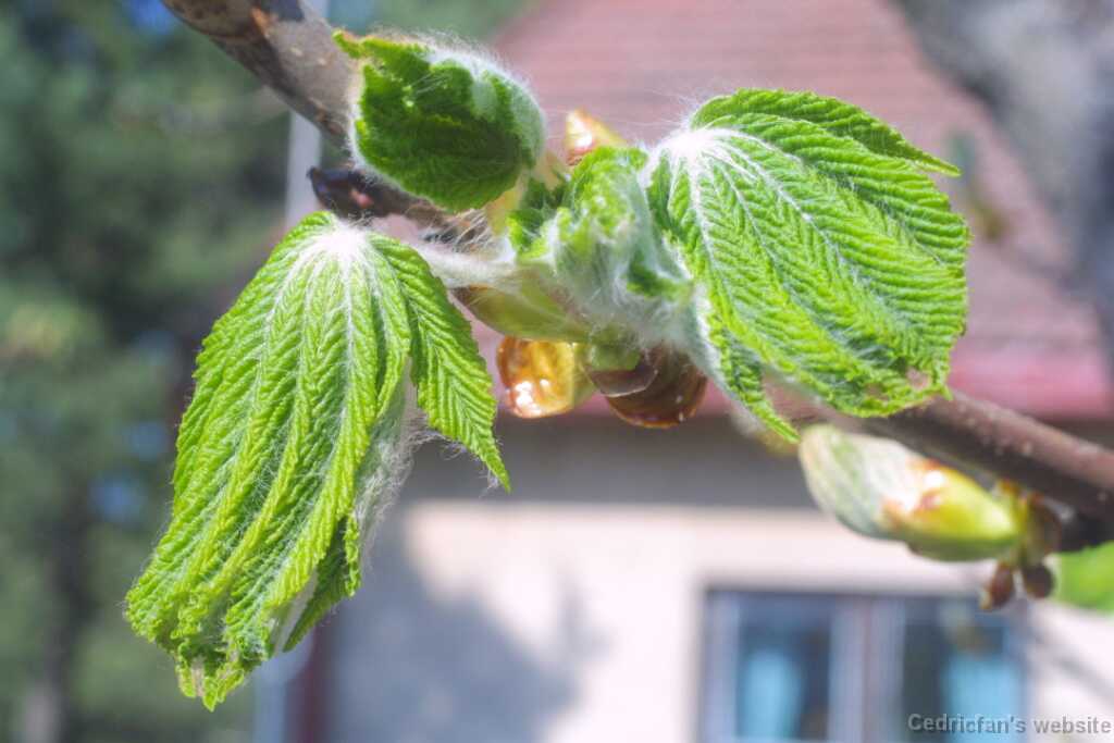 03chestnut