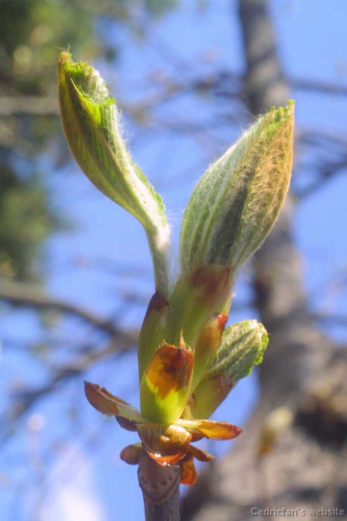 05chestnut