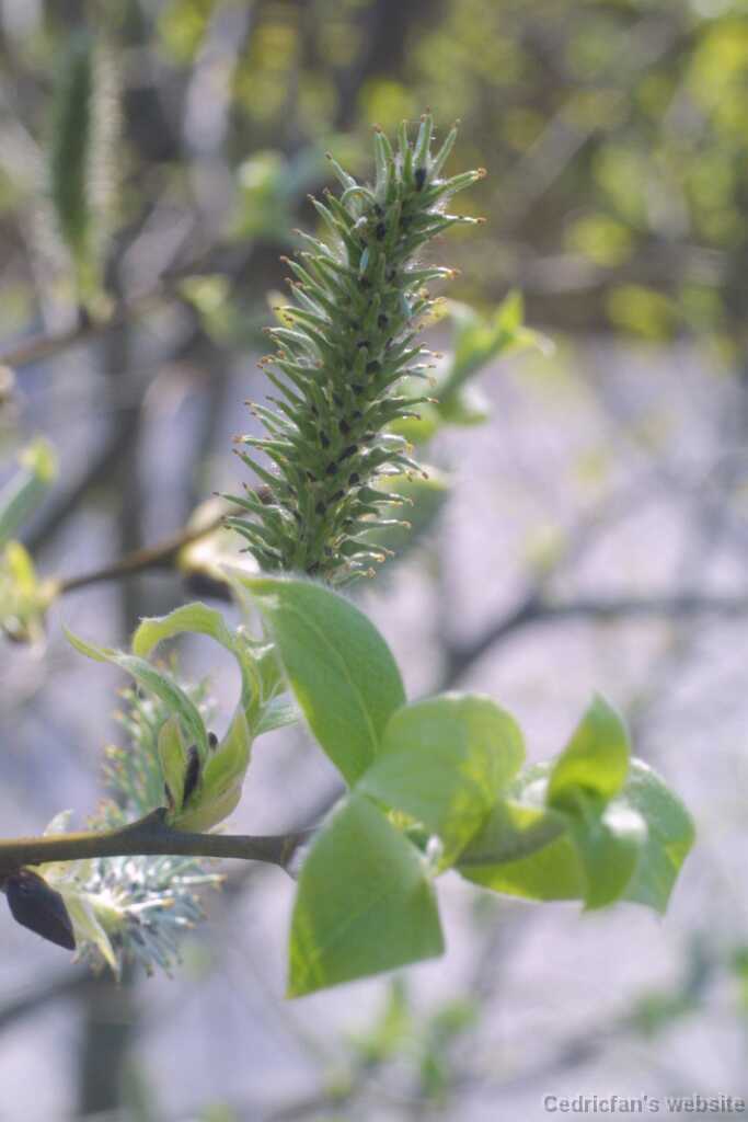 07willow