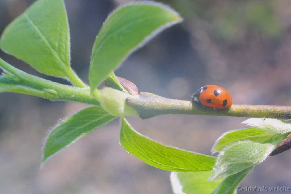 12ladybug