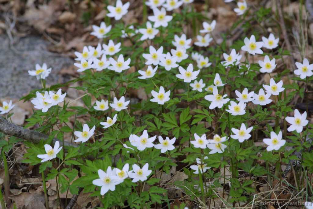 20firstflowers
