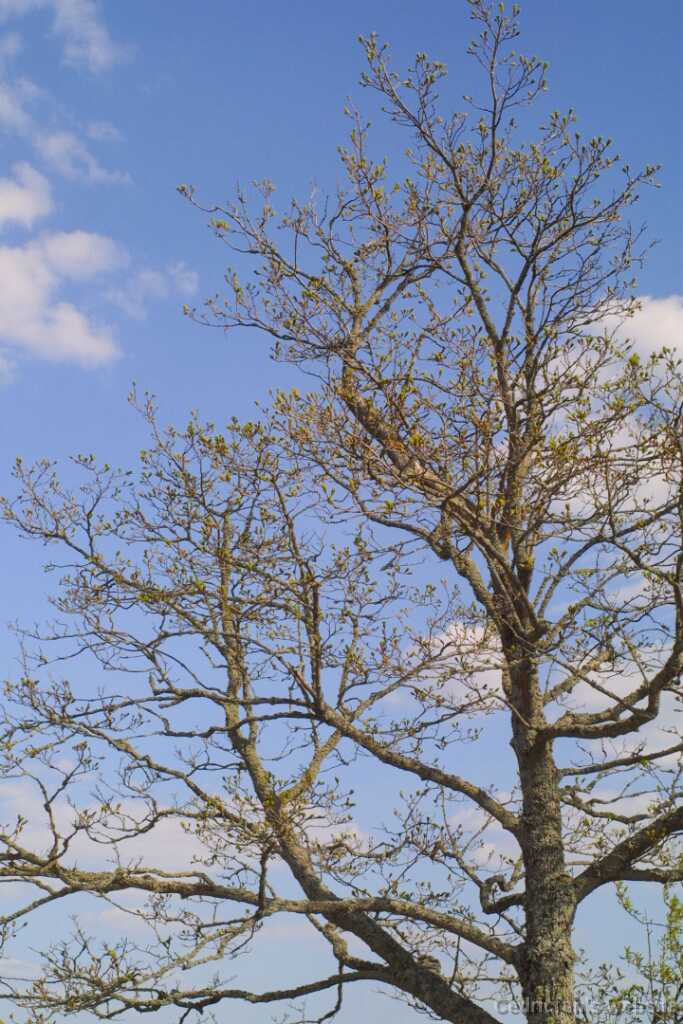 26tree
