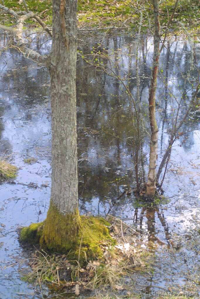 35flood
