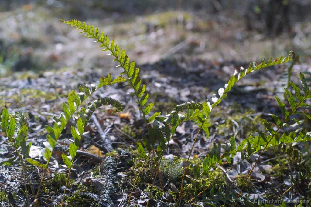 37fern