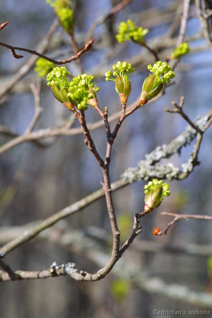 47bushflowers
