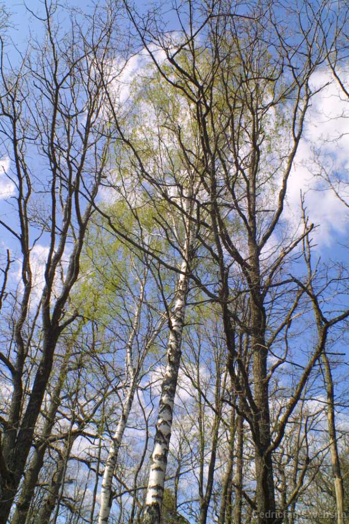 53birch