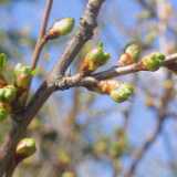 01cherrytree