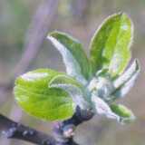 02appletree