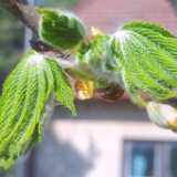03chestnut