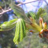 04chestnut