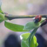 10ladybird