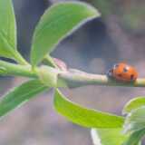 12ladybug