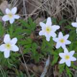 18firstflowers