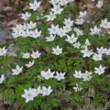 20firstflowers