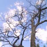 30oldtree