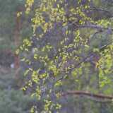 32leaves